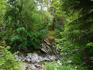 Image showing River deep in mountain forest.