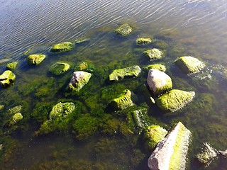 Image showing Seaweed on rocks at beach