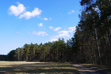 Image showing pine tree forest