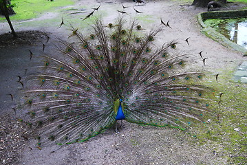 Image showing Splendid peacock with feathers out