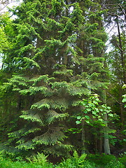 Image showing Green forest. Tree with green Leaves