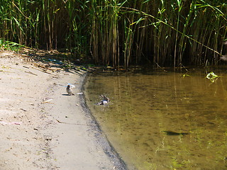 Image showing Sandpiper wading bird at river shore