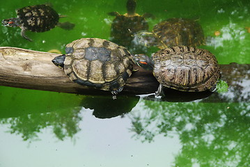 Image showing Small turtles in wildlife