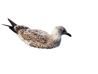 Image showing Seagull in the water