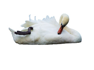 Image showing White swan on the water surface.