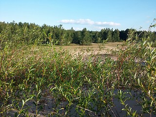 Image showing Plants growing at the Baltic beach