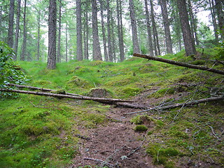 Image showing Green forest. Tree with green Leaves