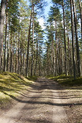 Image showing pine tree forest