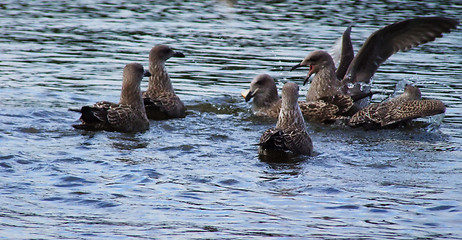 Image showing Seagulls family