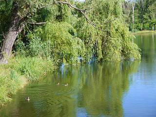 Image showing lake in park