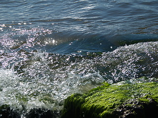 Image showing Seaweed on rocks at beach