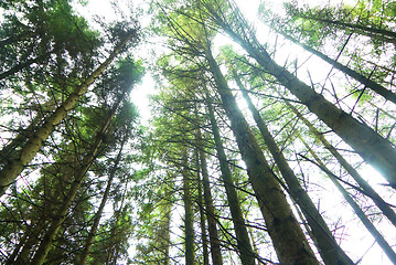 Image showing Rays of light beaming trough the tree