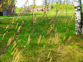 Image showing birch seeds in spring