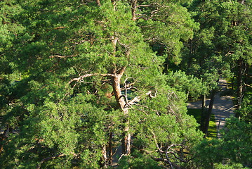 Image showing fir tree forest in morning time