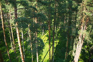 Image showing fir tree forest in morning time