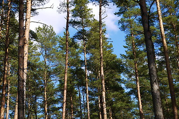 Image showing pine tree forest