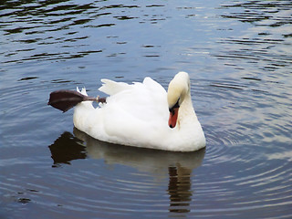 Image showing White swan on the water surface.