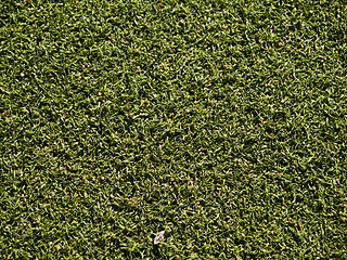 Image showing Soccer field grass on the green