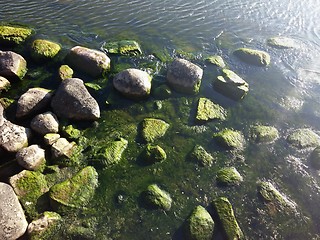 Image showing Seaweed on rocks at beach