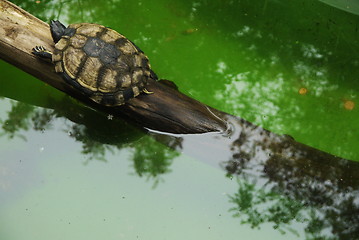 Image showing Small turtles in wildlife