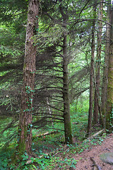 Image showing forest trees. nature green wood