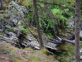 Image showing Green forest. Tree with green Leaves