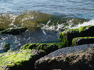 Image showing Seaweed on rocks at beach