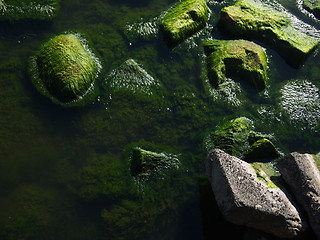 Image showing Seaweed that grows