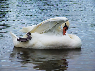 Image showing White swan on the water surface.