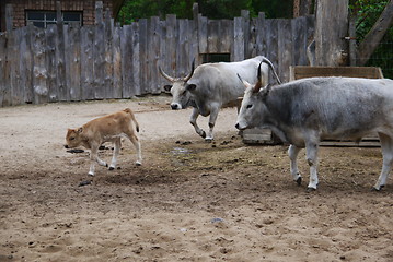 Image showing Brown calf with his mother cow
