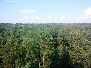 Image showing Pine Tree Forrest near the beach