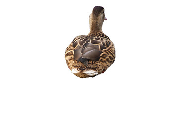 Image showing Lonly duck