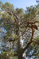 Image showing Green forest. Tree with green Leaves