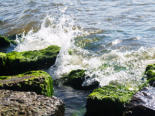 Image showing Seaweed on rocks at beach