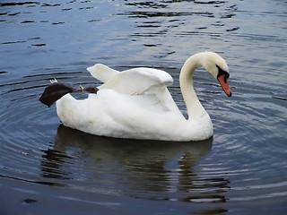 Image showing White swan on the water surface.