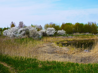 Image showing European cherry