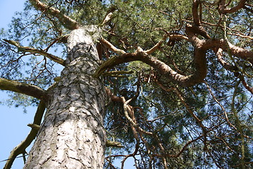 Image showing Green forest. Tree with green Leaves