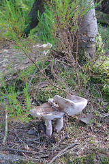 Image showing mushrooms in forest