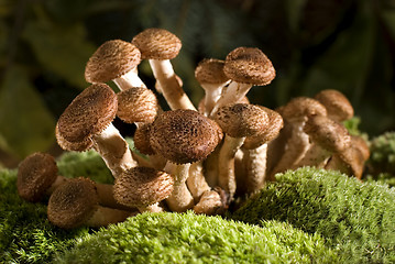 Image showing mushroom