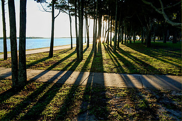 Image showing Shadows Through Trees