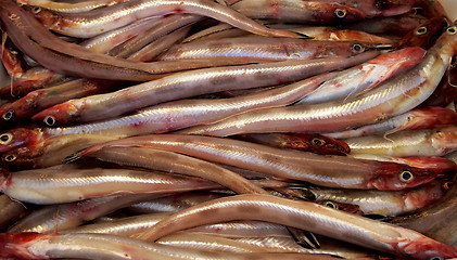 Image showing Sea Eel (Conger) 