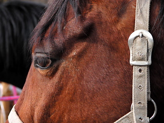 Image showing Horse head