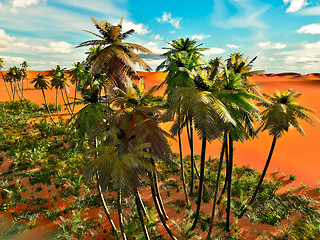 Image showing Palm trees on desert