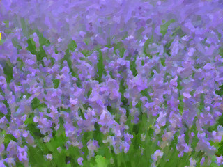 Image showing Lavender flowers oil paint