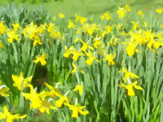 Image showing Daffodils picture oil paint
