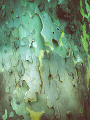 Image showing Retro look Bark picture