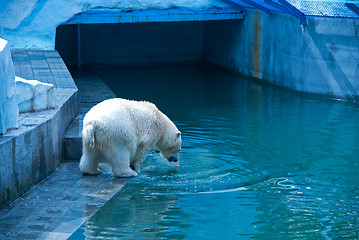 Image showing White bear