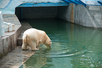 Image showing White bear