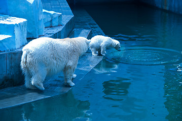 Image showing White bears