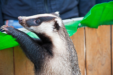 Image showing badger